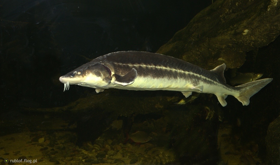 Jesiotr ostronosy / zachodni