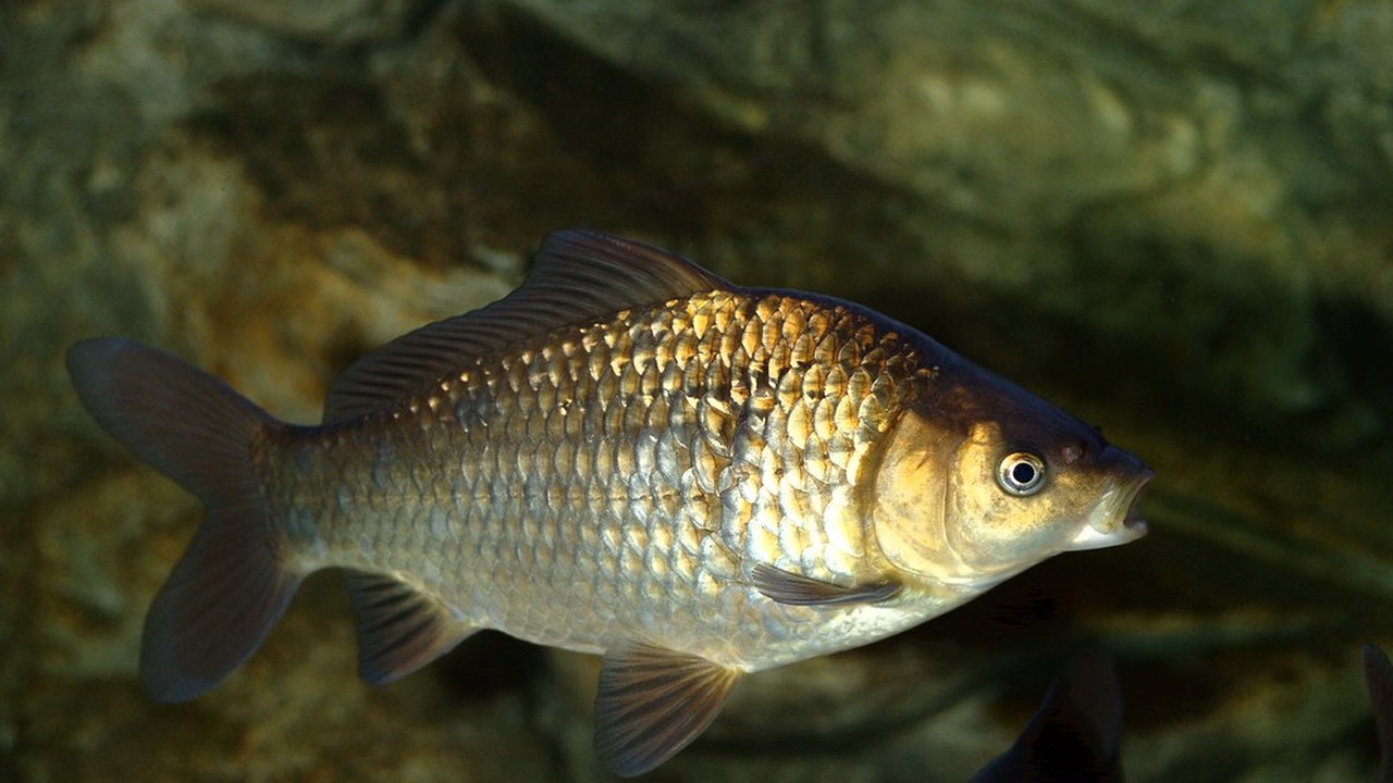 Karaś srebrzysty