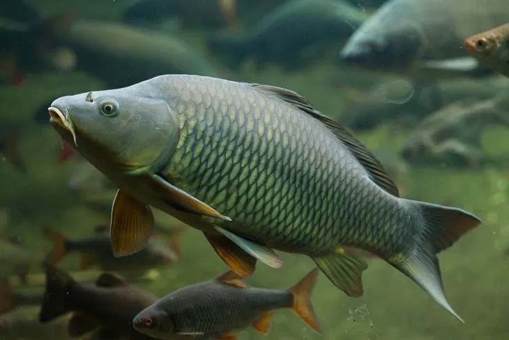 Karp