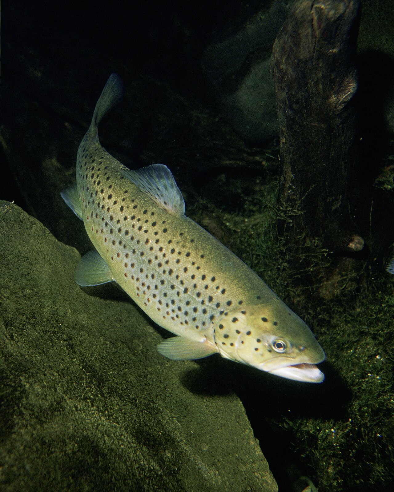 Troć wędrowna